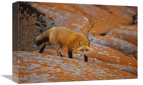 Global Gallery GCS-452498-1218-142 12 x 18 in. Red Fox on Rocks with O