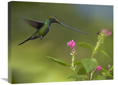 Global Gallery GCS-396201-1824-142 18 x 24 in. Sword-Billed Hummingbir