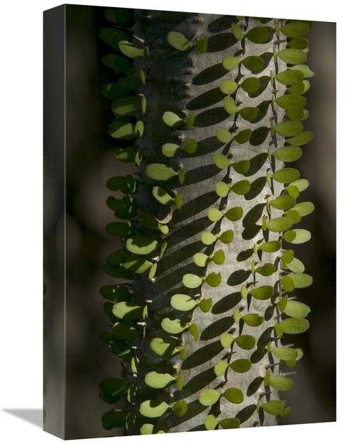 Global Gallery GCS-398109-1218-142 12 x 18 in. Madagascan Ocotillo Sho