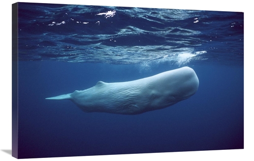 Global Gallery GCS-397725-2436-142 24 x 36 in. Sperm Whale White Morph