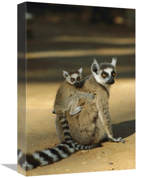 Global Gallery GCS-452647-1218-142 12 x 18 in. Ring-Tailed Lemur Baby 