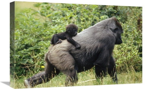 Global Gallery GCS-398508-1624-142 16 x 24 in. Western Lowland Gorilla