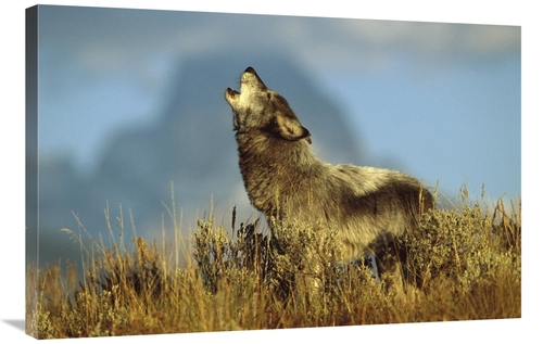 Global Gallery GCS-453315-2436-142 24 x 36 in. Timber Wolf Adult Howli