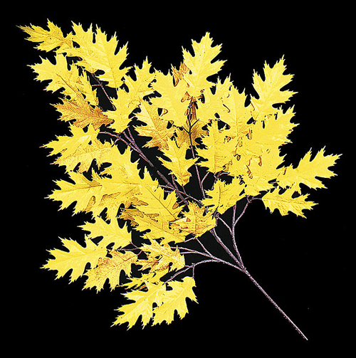 Autograph Foliages PR-4695-WC 29 in. FR Pin Oak Branch, Gold