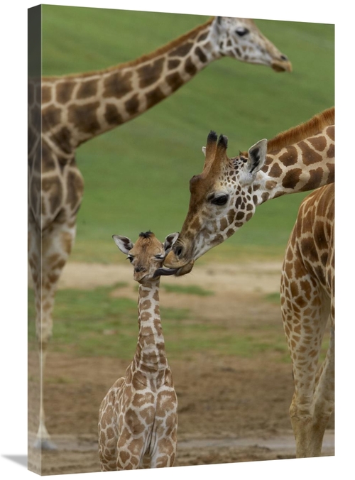 Global Gallery GCS-450853-2030-142 20 x 30 in. Rothschild Giraffe Moth