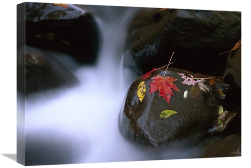 Global Gallery GCS-452054-1824-142 18 x 24 in. Little Pigeon River & F