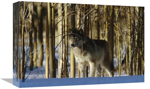 Global Gallery GCS-452351-1218-142 12 x 18 in. Timber Wolf Camouflaged