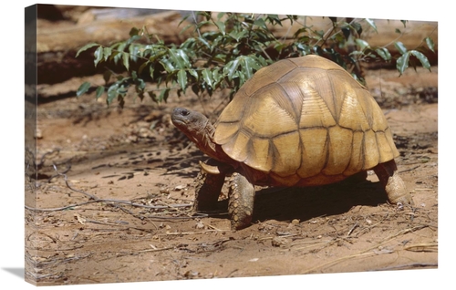 Global Gallery GCS-452646-2030-142 20 x 30 in. Ploughshare Tortoise Po