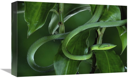 Global Gallery GCS-397239-1218-142 12 x 18 in. Green Vine Snake Camouf