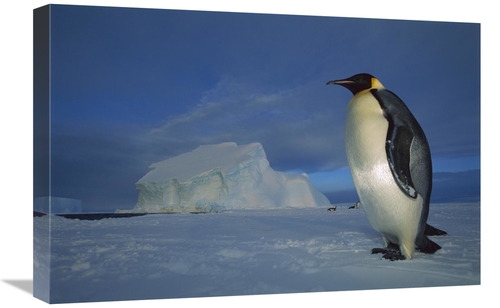 Global Gallery GCS-451731-1624-142 16 x 24 in. Emperor Penguin on Sea 