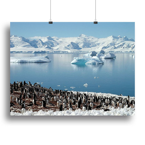 Antarctic penguin group reflection of icebergs Antarctica Canvas Print