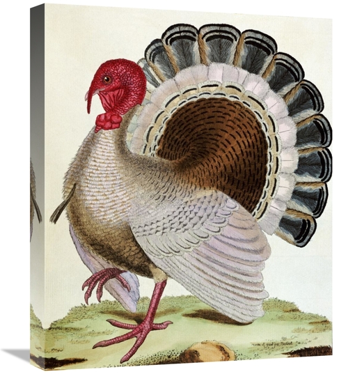 Global Gallery GCS-267803-22-142 22 in. Turkey Art Print - Georges-Lou