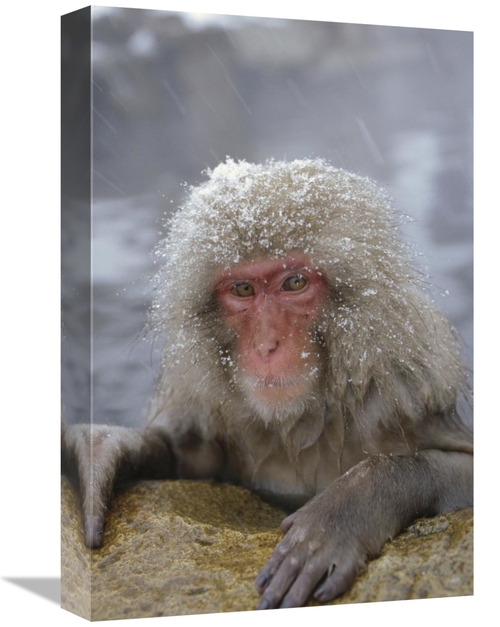 Global Gallery GCS-452293-1218-142 12 x 18 in. Japanese Macaque Soakin