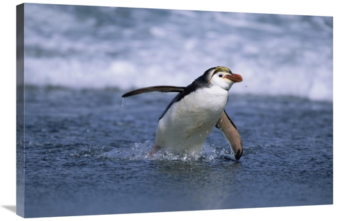 Global Gallery GCS-452446-2436-142 24 x 36 in. Royal Penguin Coming As