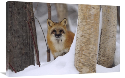 Global Gallery GCS-396661-2436-142 24 x 36 in. Red Fox Looking Out Fro