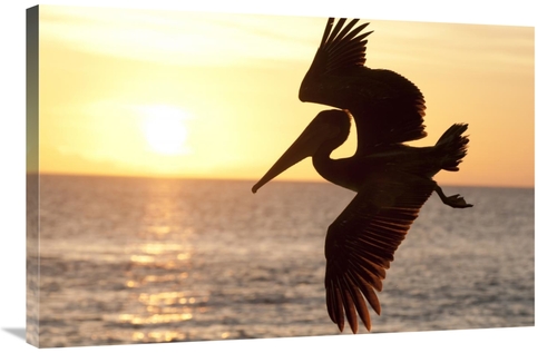 Global Gallery GCS-395608-2436-142 24 x 36 in. Brown Pelican Flying