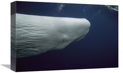 Global Gallery GCS-453546-1218-142 12 x 18 in. Sperm Whale White Morph