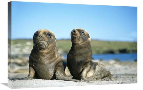 Global Gallery GCS-451584-2030-142 20 x 30 in. Hookers Sea Lion, Y