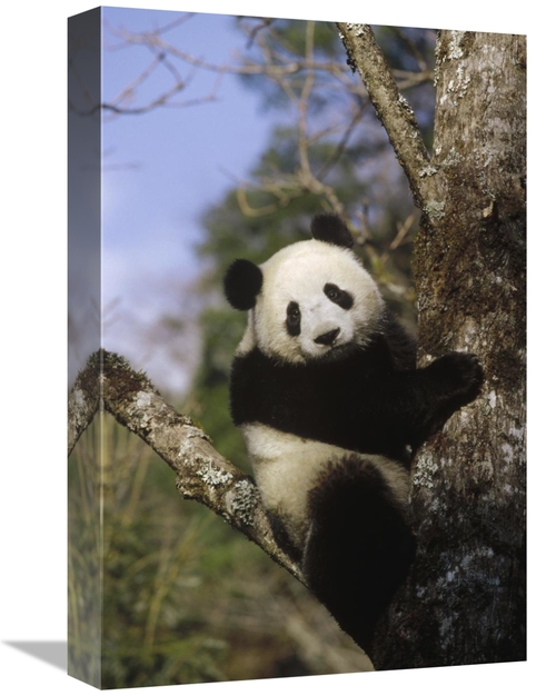 Global Gallery GCS-398491-1218-142 12 x 18 in. Giant Panda in Tree&#44