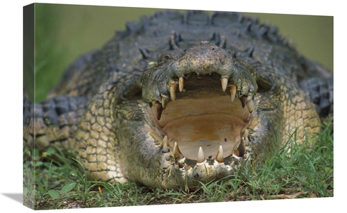 Global Gallery GCS-395901-1624-142 16 x 24 in. Saltwater Crocodile or 