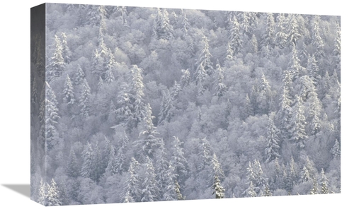 Global Gallery GCS-395988-1218-142 12 x 18 in. Winter Forest, Brit