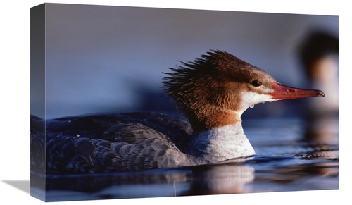 Global Gallery GCS-396256-1218-142 12 x 18 in. Common Merganser Female