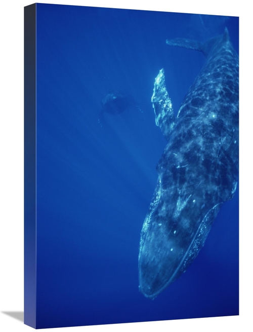 Global Gallery GCS-451000-1624-142 16 x 24 in. Humpback Whale Singer &