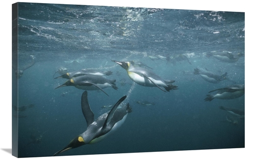 Global Gallery GCS-451116-2436-142 24 x 36 in. King Penguins Swimming 