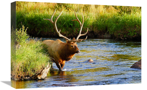 Global Gallery GCS-486446-22-142 22 in. Bull Elk in the Stream Art Pri
