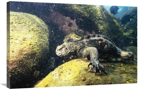 Global Gallery GCS-451237-2436-142 24 x 36 in. Marine Iguana Grazing o