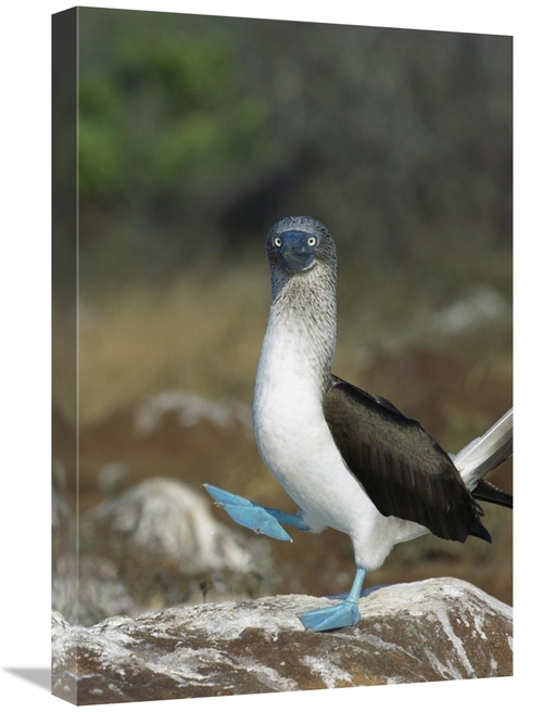 Global Gallery GCS-451740-1624-142 16 x 24 in. Blue-Footed Booby Perfo
