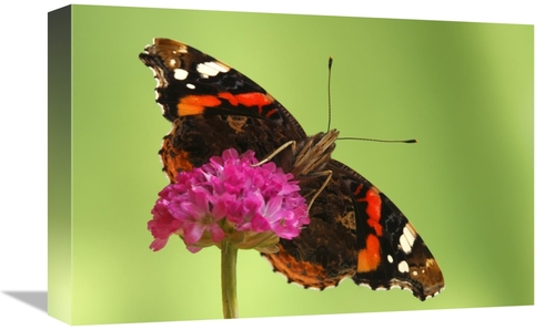 Global Gallery GCS-398008-1218-142 12 x 18 in. Red Admiral, Hoogel