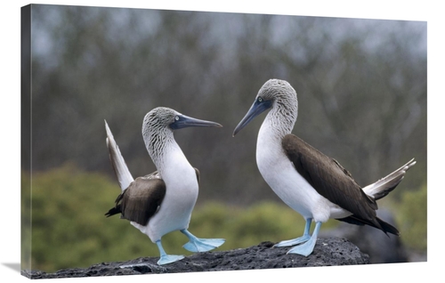 Global Gallery GCS-451379-2436-142 24 x 36 in. Blue-Footed Booby Pair 