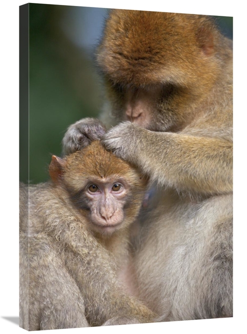 Global Gallery GCS-397876-2030-142 20 x 30 in. Barbary Macaque Mother 