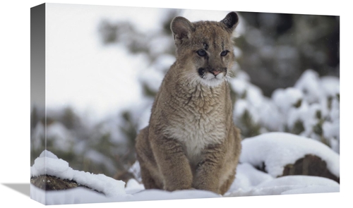 Global Gallery GCS-451958-1218-142 12 x 18 in. Mountain Lion Juvenile 