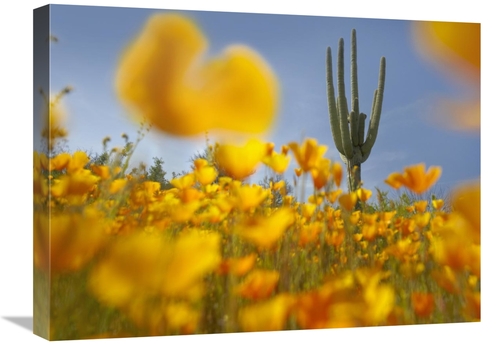 Global Gallery GCS-395953-1824-142 18 x 24 in. Saguaro Cactus & Califo