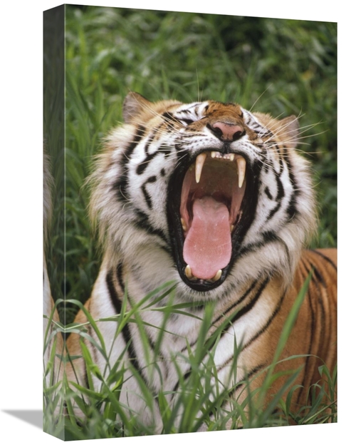 Global Gallery GCS-395745-1218-142 12 x 18 in. Bengal Tiger Yawning