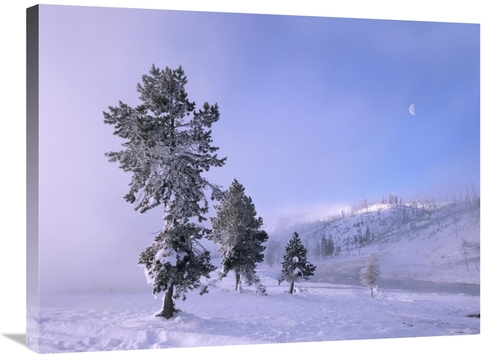 Global Gallery GCS-396829-2432-142 24 x 32 in. Snow-Covered Pines with