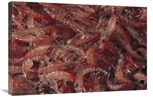 Global Gallery GCS-450632-2030-142 20 x 30 in. Antarctic Krill Catch&#