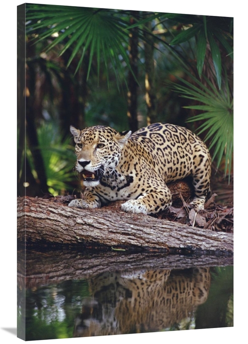 Global Gallery GCS-452757-2436-142 24 x 36 in. Jaguar, Belize Zoo&