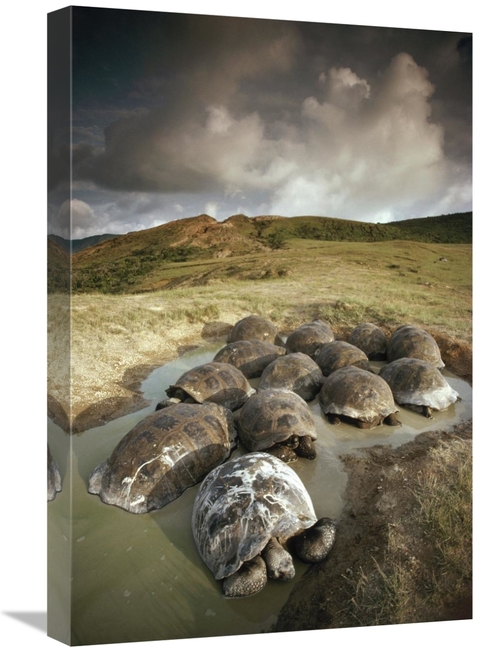 Global Gallery GCS-451055-1624-142 16 x 24 in. Galapagos Giant Tortois