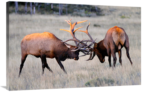 Global Gallery GCS-486554-40-142 40 in. Elk Duel at Sunrise Art Print 