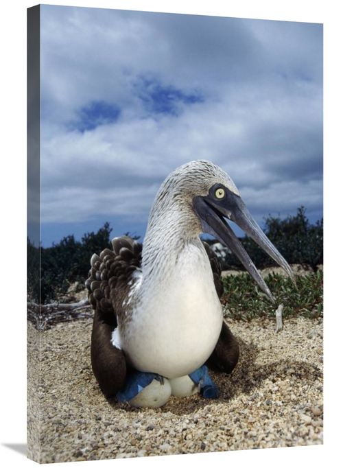 Global Gallery GCS-451401-2030-142 20 x 30 in. Blue-Footed Booby Male 