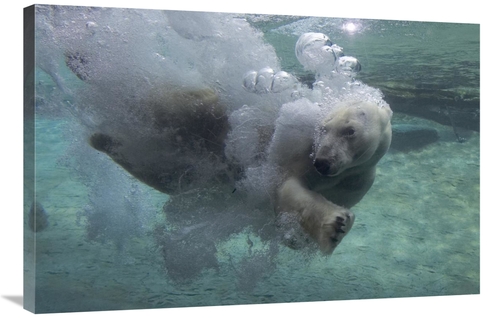 Global Gallery GCS-450887-2436-142 24 x 36 in. Polar Bear Swimming Und