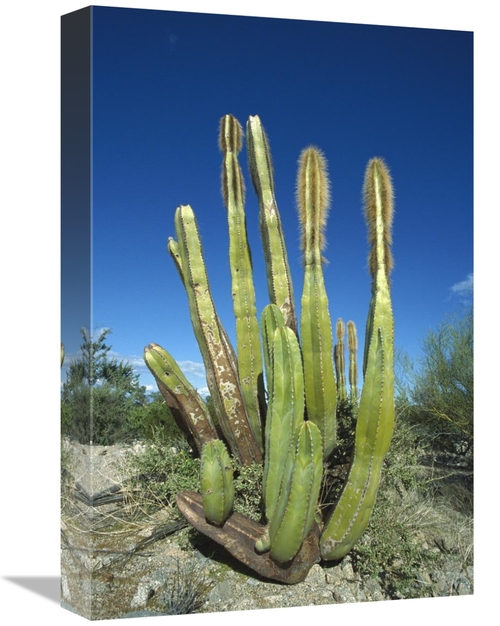 12 x 18 in. Old Man Cactus in Sonoran Desert Landscape, Baja Calif