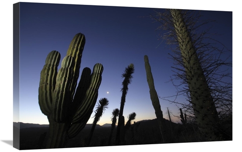 Global Gallery GCS-398108-2030-142 20 x 30 in. Boojum Tree & Cardon Ca