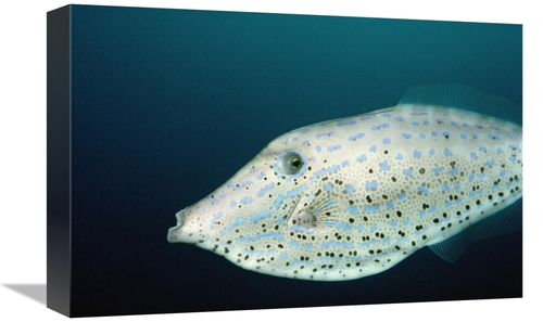 12 x 18 in. Scrawled Filefish Portrait Off of Cocos Island, Costa 