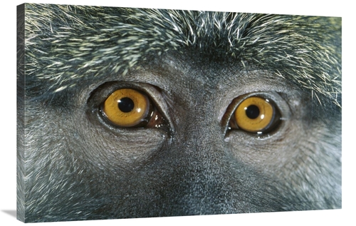 Global Gallery GCS-395709-2436-142 24 x 36 in. Allens Swamp Monkey Det