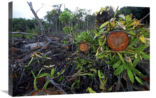 Global Gallery GCS-398557-2030-142 20 x 30 in. Red Mangrove Old Growth