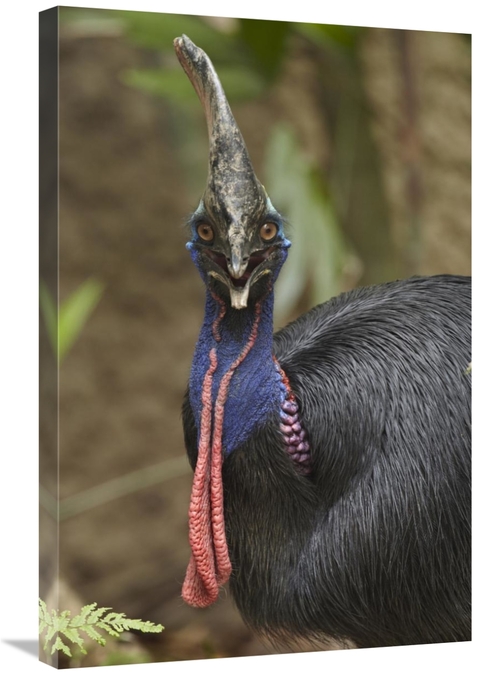 Global Gallery GCS-396261-2030-142 20 x 30 in. Southern Cassowary,